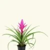 Pink Bromeliad, Medium -Home Living Store SMALLBROMELIAD0002