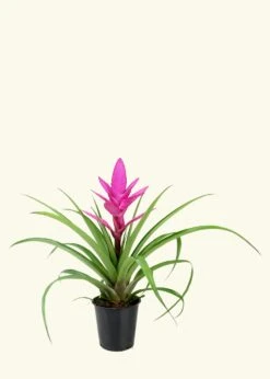 Pink Bromeliad, Medium