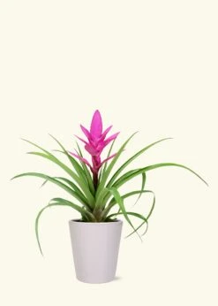 Pink Bromeliad, Medium -Home Living Store SMALLBROMELIAD0004