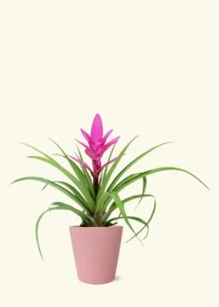 Pink Bromeliad, Medium -Home Living Store SMALLBROMELIAD0005
