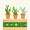 Assorted Snake Plant Box, Small -Home Living Store SNAKE3PACK SMALL 59e5fce1 88e0 4d65 964b 77387d5e8ed2