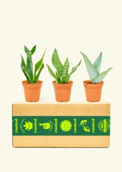 Assorted Snake Plant Box, Small