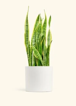 Snake Plant 'Laurentii', XL -Home Living Store SNAKE LAURENTII 10 CLASSIC WHITE 10 bckgrnd cream