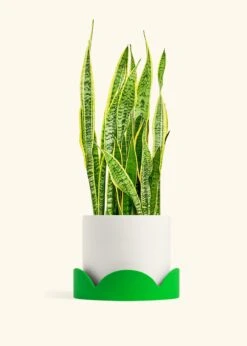 Snake Plant 'Laurentii', XL -Home Living Store SNAKE LAURENTII 10 CLASSIC WHITE TRAY GREEN 10 bckgrnd cream
