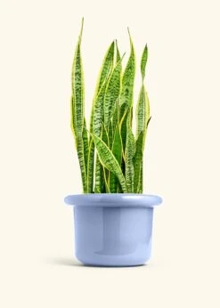 Snake Plant 'Laurentii', XL -Home Living Store SNAKE LAURENTII 10 FATLIP BLUE 10 bckgrnd cream
