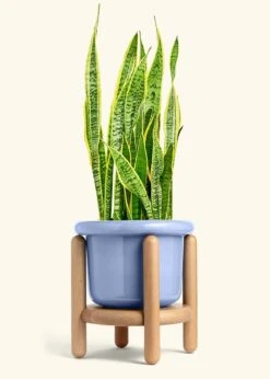 Snake Plant 'Laurentii', XL -Home Living Store SNAKE LAURENTII 10 FATLIP BLUE STAND 10 bckgrnd cream