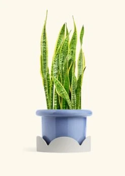 Snake Plant 'Laurentii', XL -Home Living Store SNAKE LAURENTII 10 FATLIP BLUE TRAY BEIGE 10 bckgrnd cream