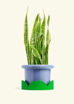 Snake Plant 'Laurentii', XL -Home Living Store SNAKE LAURENTII 10 FATLIP BLUE TRAY GREEN 10 bckgrnd cream