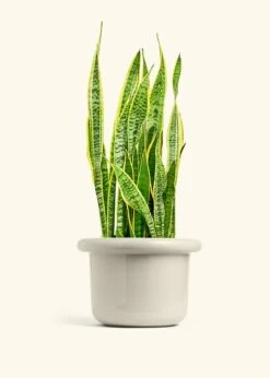 Snake Plant 'Laurentii', XL -Home Living Store SNAKE LAURENTII 10 FATLIP OAT 10 bckgrnd cream