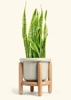 Snake Plant 'Laurentii', XL -Home Living Store SNAKE LAURENTII 10 FATLIP OAT STAND 10 bckgrnd cream