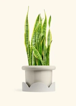 Snake Plant 'Laurentii', XL -Home Living Store SNAKE LAURENTII 10 FATLIP OAT TRAY BEIGE 10 bckgrnd cream