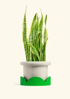 Snake Plant 'Laurentii', XL -Home Living Store SNAKE LAURENTII 10 FATLIP OAT TRAY GREEN 10 bckgrnd cream