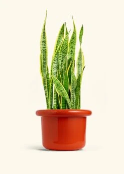 Snake Plant 'Laurentii', XL -Home Living Store SNAKE LAURENTII 10 FATLIP RED 10 bckgrnd cream