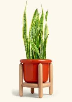 Snake Plant 'Laurentii', XL -Home Living Store SNAKE LAURENTII 10 FATLIP RED STAND 10 bckgrnd cream