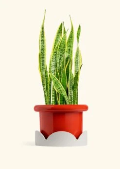 Snake Plant 'Laurentii', XL -Home Living Store SNAKE LAURENTII 10 FATLIP RED TRAY BEIGE 10 bckgrnd cream