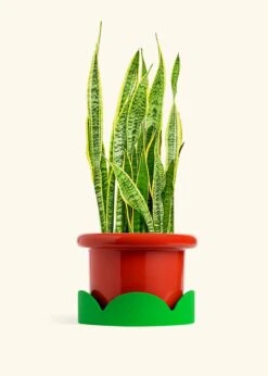 Snake Plant 'Laurentii', XL -Home Living Store SNAKE LAURENTII 10 FATLIP RED TRAY GREEN 10 bckgrnd cream