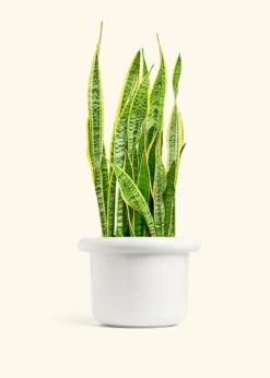 Snake Plant 'Laurentii', XL -Home Living Store SNAKE LAURENTII 10 FATLIP WHITE 10 bckgrnd cream
