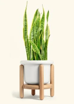 Snake Plant 'Laurentii', XL -Home Living Store SNAKE LAURENTII 10 FATLIP WHITE STAND 10 bckgrnd cream