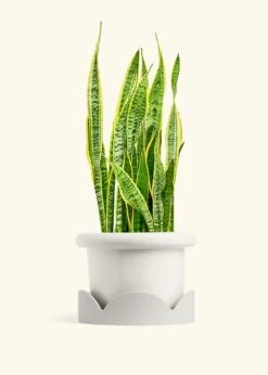 Snake Plant 'Laurentii', XL -Home Living Store SNAKE LAURENTII 10 FATLIP WHITE TRAY BEIGE 10 bckgrnd cream
