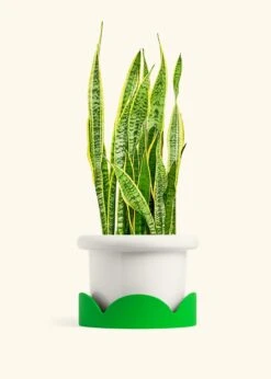 Snake Plant 'Laurentii', XL -Home Living Store SNAKE LAURENTII 10 FATLIP WHITE TRAY GREEN 10 bckgrnd cream
