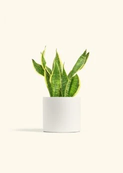 Snake Plant 'Laurentii', Medium -Home Living Store SNAKE LAURENTII 6 CLASSIC WHITE 6 bckgrnd cream