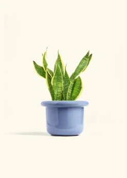 Snake Plant 'Laurentii', Medium -Home Living Store SNAKE LAURENTII 6 FATLIP BLUE 6 bckgrnd cream
