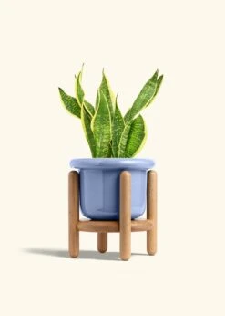 Snake Plant 'Laurentii', Medium -Home Living Store SNAKE LAURENTII 6 FATLIP BLUE STAND 6 bckgrnd cream