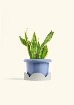 Snake Plant 'Laurentii', Medium -Home Living Store SNAKE LAURENTII 6 FATLIP BLUE TRAY BEIGE 6 bckgrnd cream