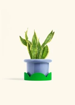 Snake Plant 'Laurentii', Medium -Home Living Store SNAKE LAURENTII 6 FATLIP BLUE TRAY GREEN 6 bckgrnd cream