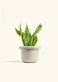 Snake Plant 'Laurentii', Medium -Home Living Store SNAKE LAURENTII 6 FATLIP OAT 6 bckgrnd cream