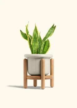 Snake Plant 'Laurentii', Medium -Home Living Store SNAKE LAURENTII 6 FATLIP OAT STAND 6 bckgrnd cream