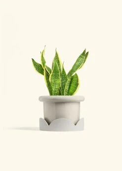 Snake Plant 'Laurentii', Medium -Home Living Store SNAKE LAURENTII 6 FATLIP OAT TRAY BEIGE 6 bckgrnd cream