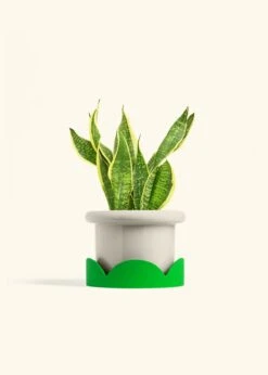 Snake Plant 'Laurentii', Medium -Home Living Store SNAKE LAURENTII 6 FATLIP OAT TRAY GREEN 6 bckgrnd cream