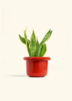 Snake Plant 'Laurentii', Medium -Home Living Store SNAKE LAURENTII 6 FATLIP RED 6 bckgrnd cream