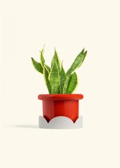 Snake Plant 'Laurentii', Medium -Home Living Store SNAKE LAURENTII 6 FATLIP RED TRAY BEIGE 6 bckgrnd cream