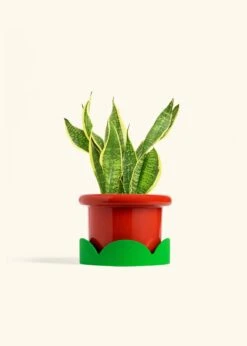 Snake Plant 'Laurentii', Medium -Home Living Store SNAKE LAURENTII 6 FATLIP RED TRAY GREEN 6 bckgrnd cream