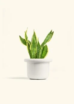 Snake Plant 'Laurentii', Medium -Home Living Store SNAKE LAURENTII 6 FATLIP WHITE 6 bckgrnd cream