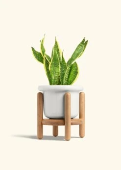 Snake Plant 'Laurentii', Medium -Home Living Store SNAKE LAURENTII 6 FATLIP WHITE STAND 6 bckgrnd cream