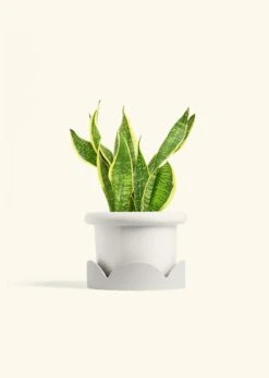 Snake Plant 'Laurentii', Medium -Home Living Store SNAKE LAURENTII 6 FATLIP WHITE TRAY BEIGE 6 bckgrnd cream