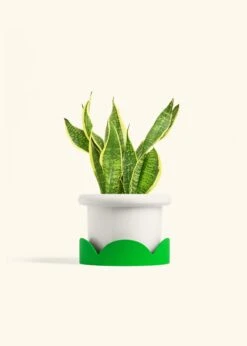 Snake Plant 'Laurentii', Medium -Home Living Store SNAKE LAURENTII 6 FATLIP WHITE TRAY GREEN 6 bckgrnd cream