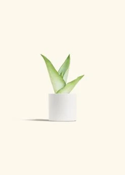 Moonshine Snake Plant, Small -Home Living Store SNAKE MOONSHINE 4 CLASSIC WHITE 4 bckgrnd cream