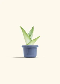 Moonshine Snake Plant, Small -Home Living Store SNAKE MOONSHINE 4 FATLIP BLUE 4 bckgrnd cream