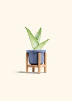 Moonshine Snake Plant, Small -Home Living Store SNAKE MOONSHINE 4 FATLIP BLUE STAND 4 bckgrnd cream