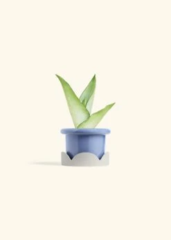 Moonshine Snake Plant, Small -Home Living Store SNAKE MOONSHINE 4 FATLIP BLUE TRAY BEIGE 4 bckgrnd cream