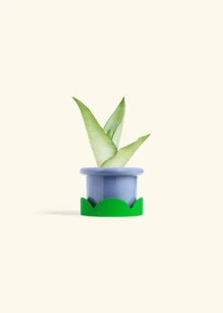 Moonshine Snake Plant, Small -Home Living Store SNAKE MOONSHINE 4 FATLIP BLUE TRAY GREEN 4 bckgrnd cream