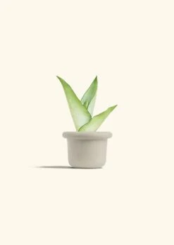 Moonshine Snake Plant, Small -Home Living Store SNAKE MOONSHINE 4 FATLIP OAT 4 bckgrnd cream