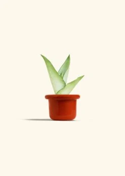 Moonshine Snake Plant, Small -Home Living Store SNAKE MOONSHINE 4 FATLIP RED 4 bckgrnd cream