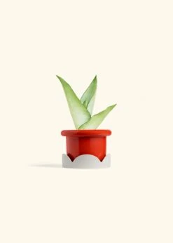 Moonshine Snake Plant, Small -Home Living Store SNAKE MOONSHINE 4 FATLIP RED TRAY BEIGE 4 bckgrnd cream