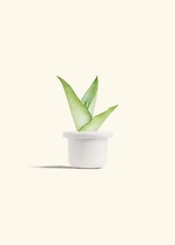 Moonshine Snake Plant, Small -Home Living Store SNAKE MOONSHINE 4 FATLIP WHITE 4 bckgrnd cream