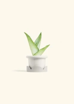 Moonshine Snake Plant, Small -Home Living Store SNAKE MOONSHINE 4 FATLIP WHITE TRAY BEIGE 4 bckgrnd cream